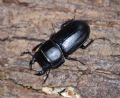 Dorcus musimon